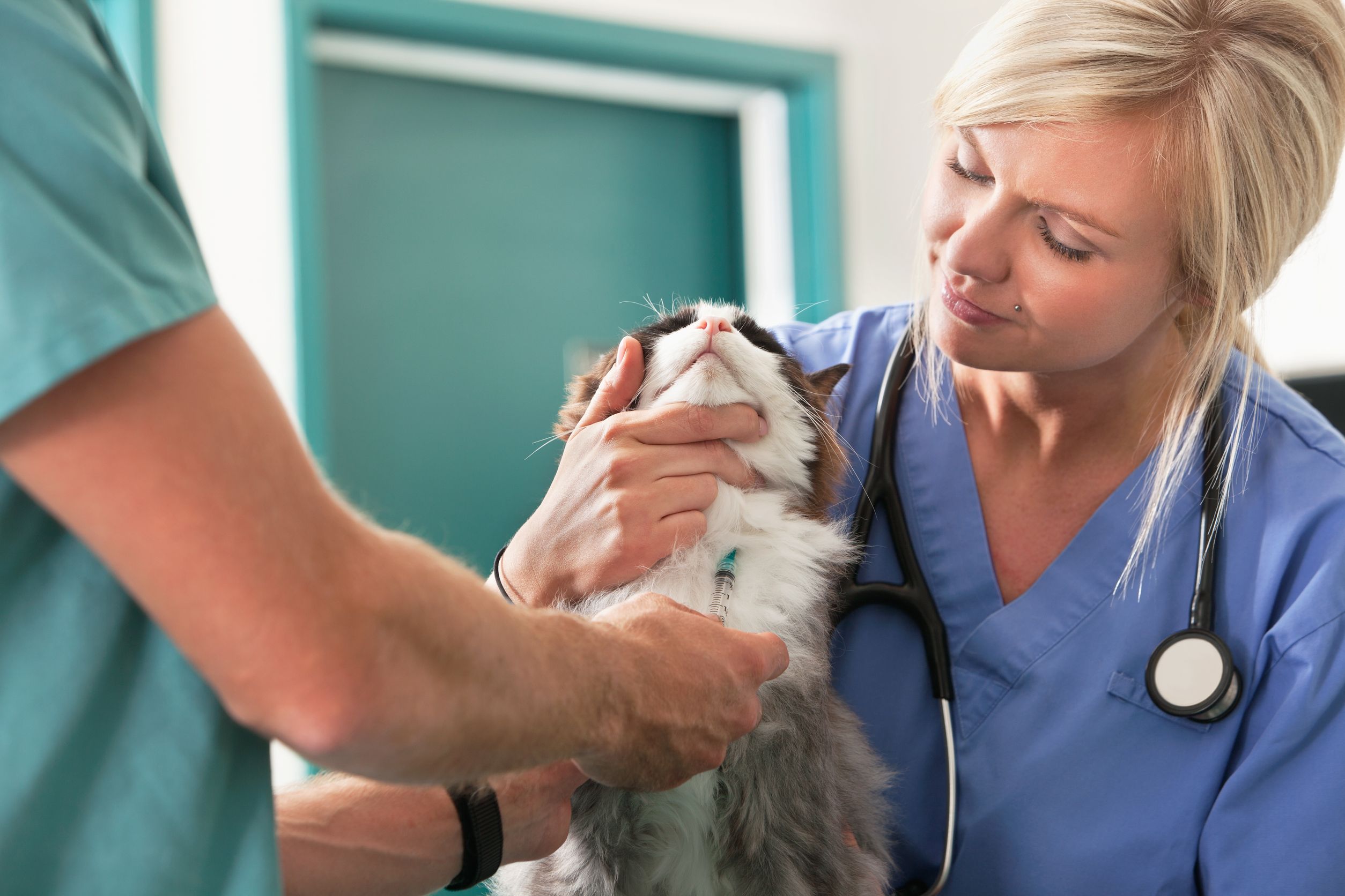 What to do When You Need Veterinarians in Millersville