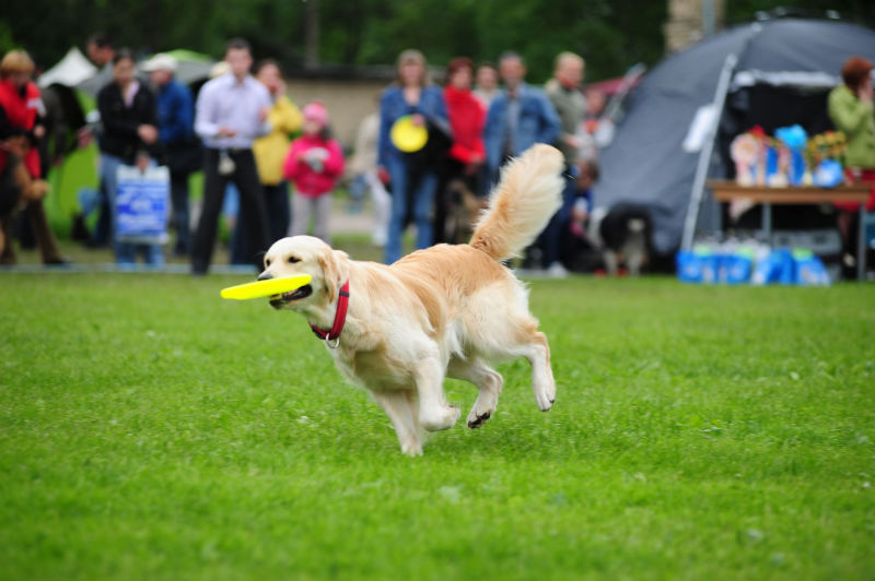 Benefits Of Doggy Day Care In Omaha NE