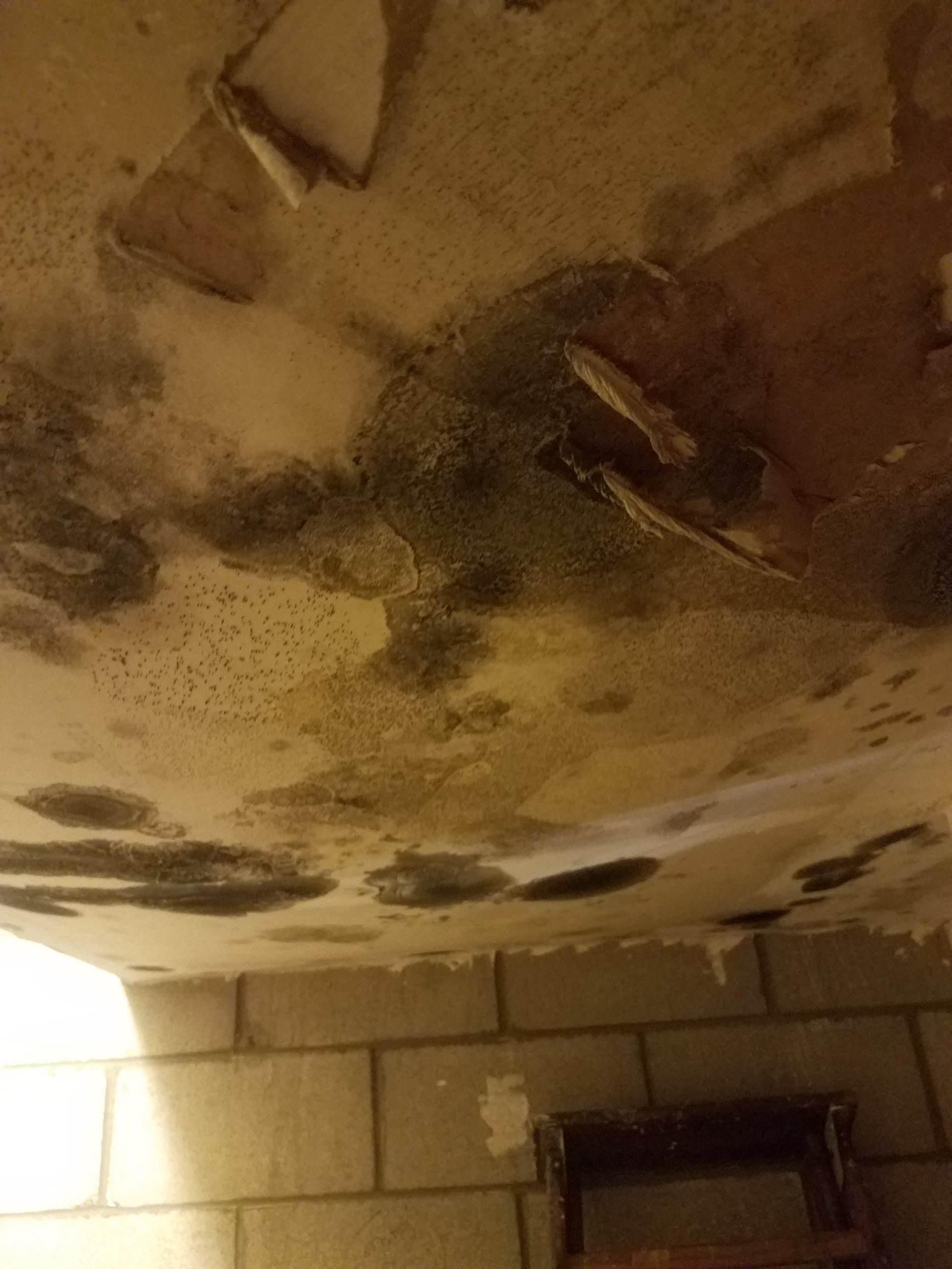 Three Things to Remember About Mold Removal in Vista