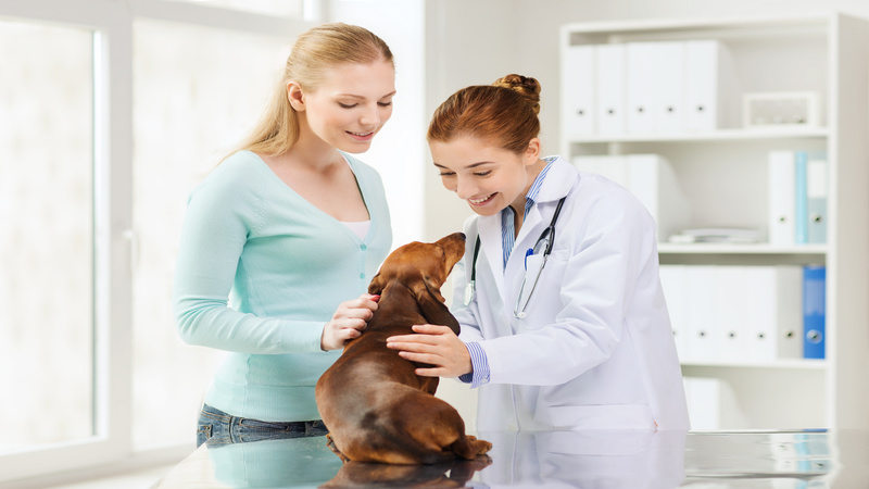 Ways To Pay For Treatment At Vet Hospitals Near Mckinley Park