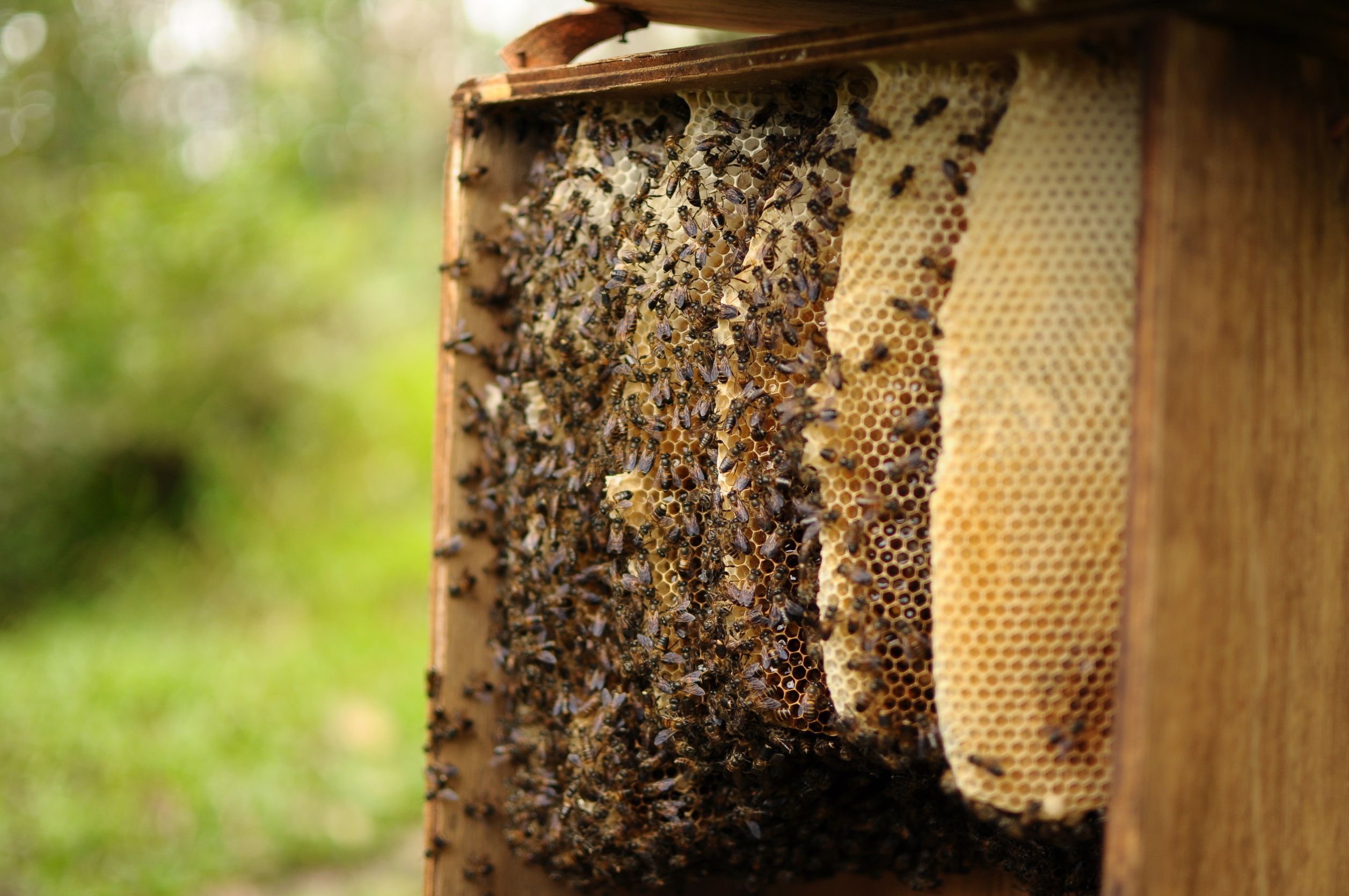 What to Do If You’ve Got a Honey Bee Swarm in Westerville, OH