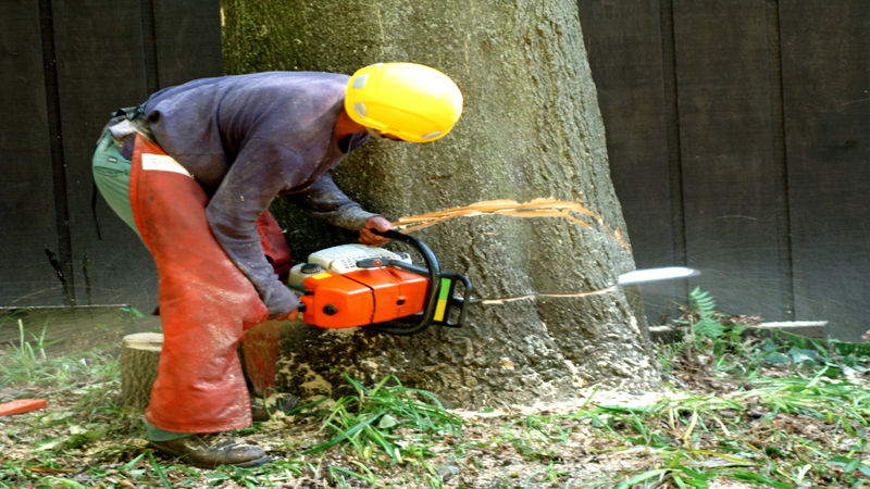 Preserve Your Trees with Top-Quality Tree Trimming in Huntsville, AL