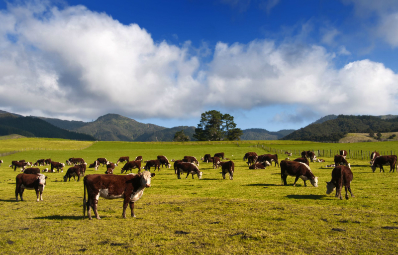 Make Sure Cows Have Received Proper Vaccines Before Making a Purchase