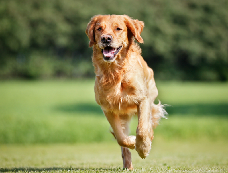 Three Bad Behaviors That Can Be Stopped With Dog Obedience Training In Cabot, AR