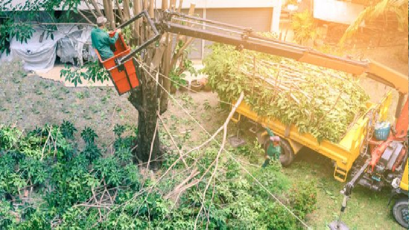 The Advantages Of Calling Professional Tree Removal in Atlanta GA