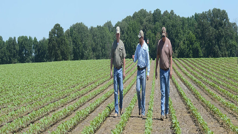 How Mycorrhizal Networks are Revolutionizing Agriculture in Israel and Redefining the Future of Carbon Sequestration