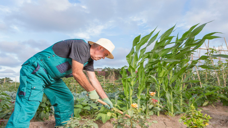 Benefits of an Urban Farm in Denver