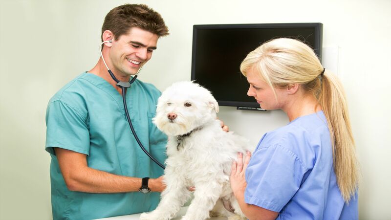 A Veterinarian in Louisville, KY You Can Depend On