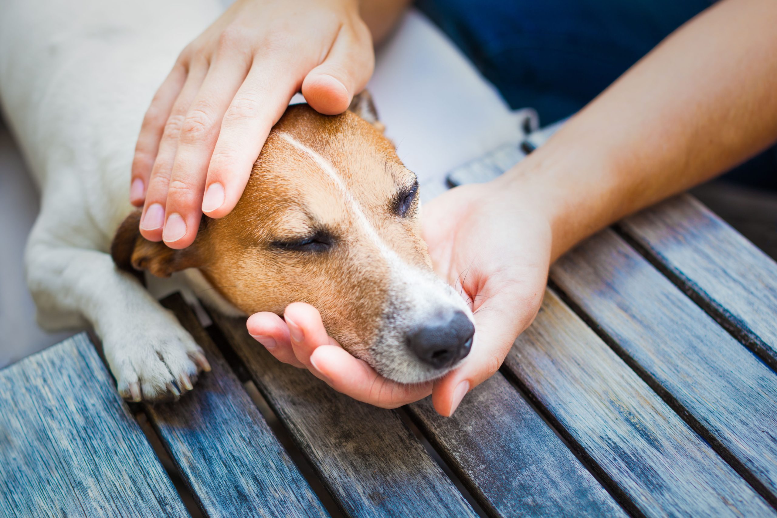 Why Dog Grooming Is Important