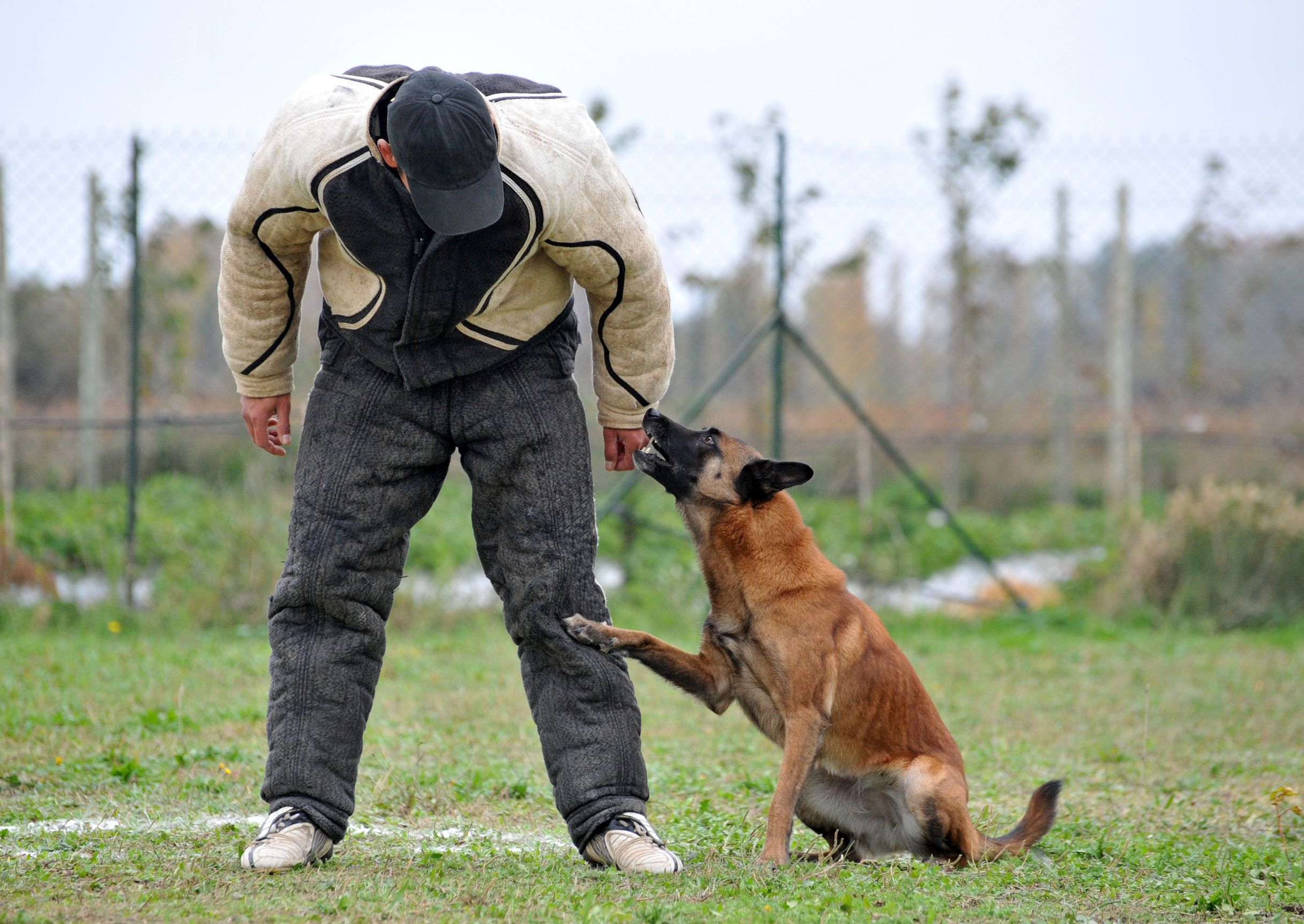 Give Your Puppy a Great Start by Enrolling in Puppy Training Classes in Murrieta CA