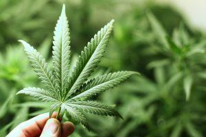 Why Cannabis Dispensaries in Fort Covington, NY are a Good Idea