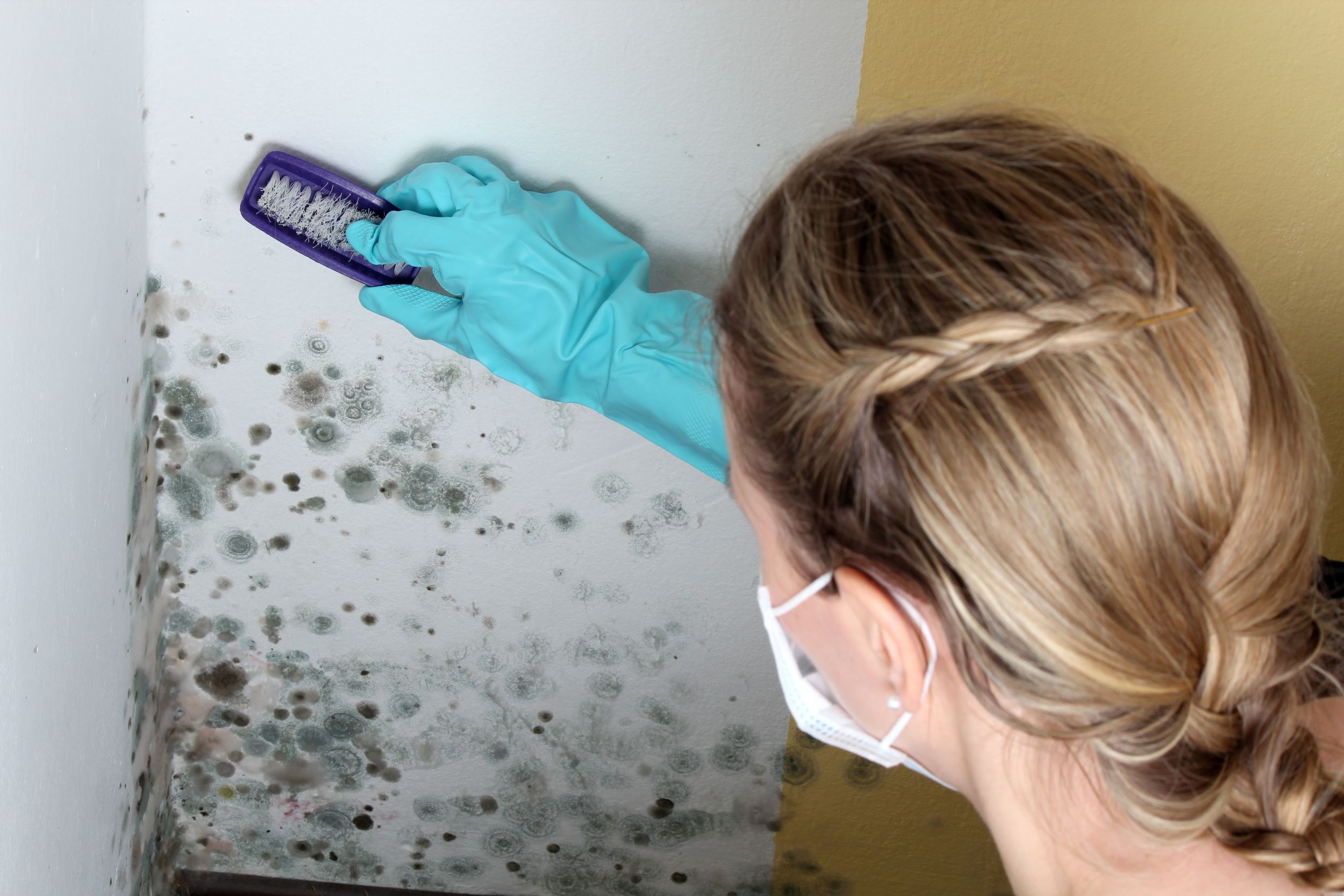 The Importance of Mold Testing in San Francisco