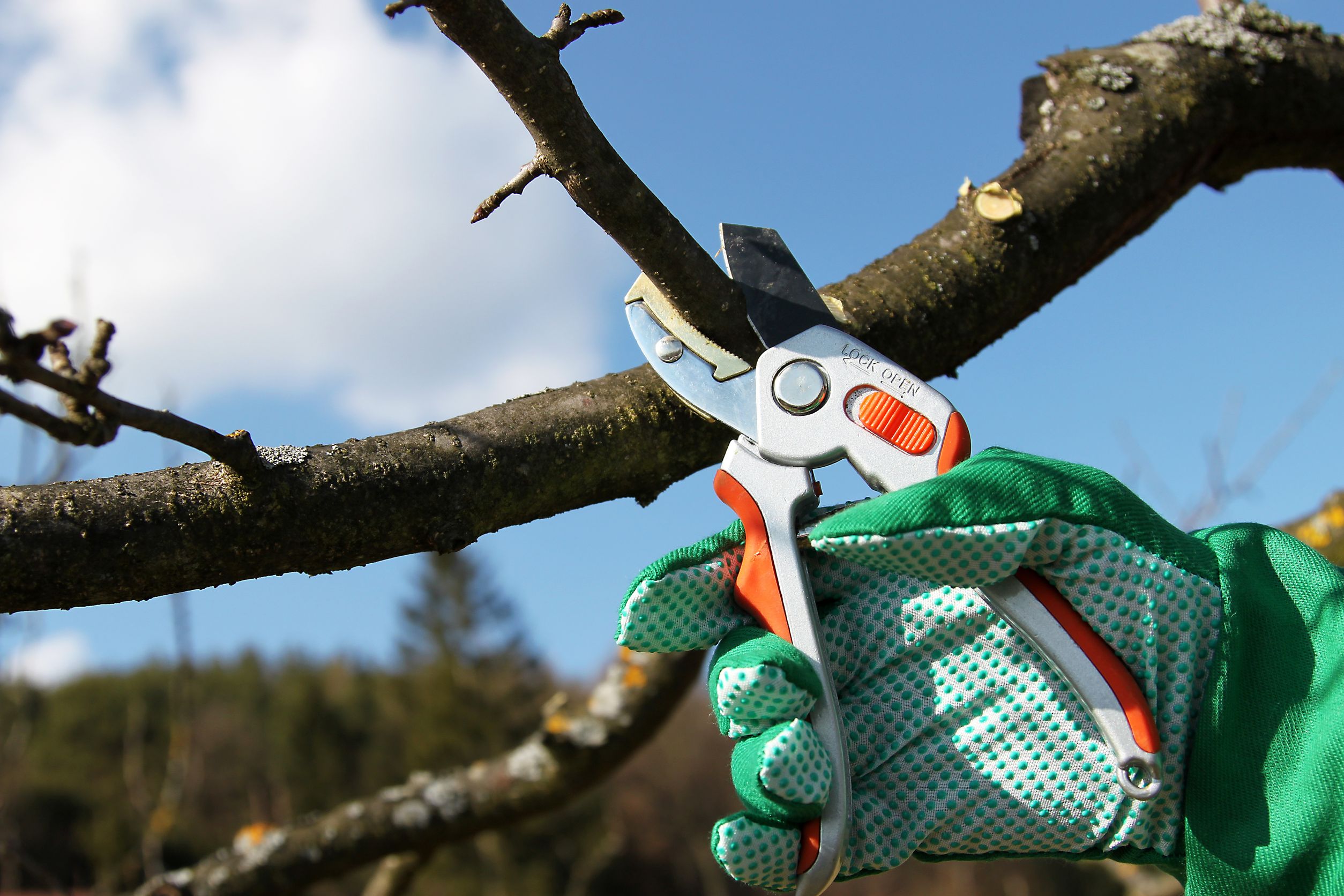 How to Tell If You Need Professional Tree Removal in Carson City, NV