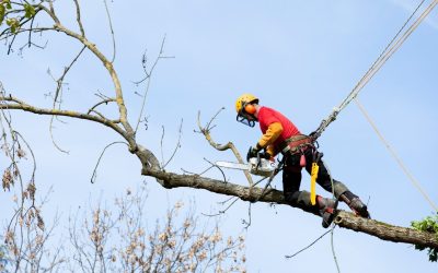 Make Your Yard Look Lovely With These 4 Landscaping Tips: Debris Removal in Ponte Vedra