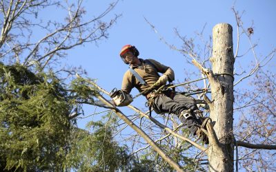 Importance of Professional Tree Removal Services in Sebastian, FL