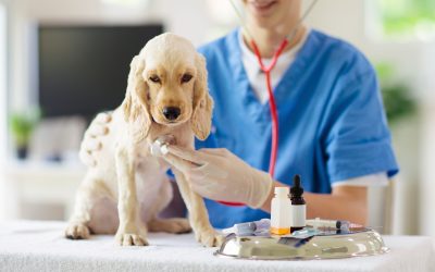 Emergency Veterinarian in Pembroke Pines FL