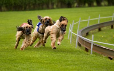 Effective Puppy Training in Arlington TX