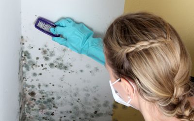 Why Mold Testing in Princeton, NJ, is Essential for Your Home’s Health?