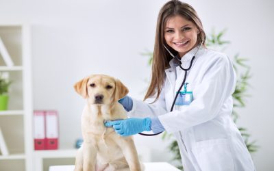 Advanced Treatment and Compassionate Care at a Top Veterinary Clinic in Columbus, OH